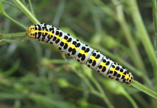 Réf. 294 435 : Cucullia scrophulariphila
